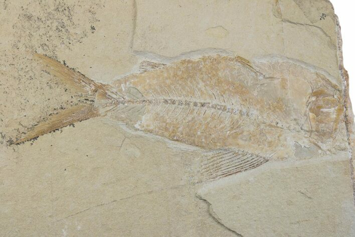 Cretaceous Fossil Fish (Nematonotus) - Hjoula, Lebanon #376360